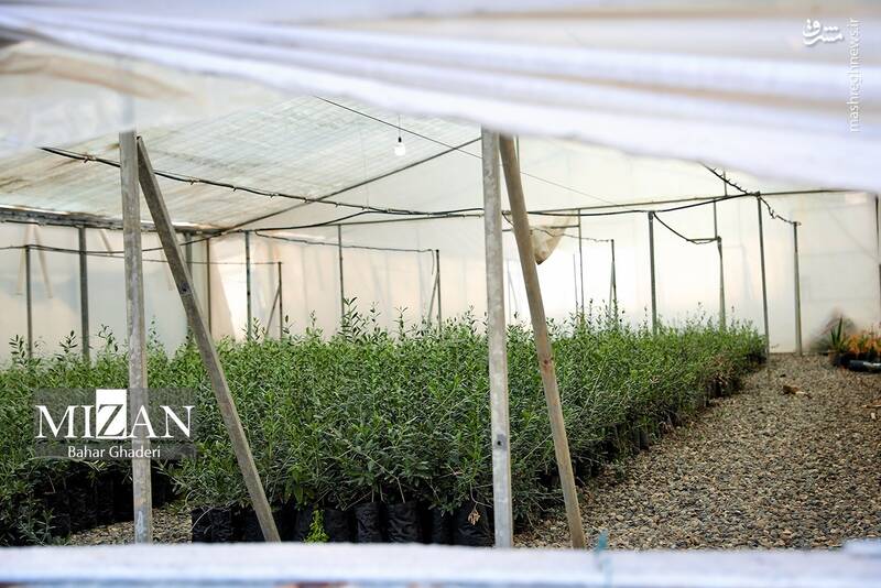 عکس / برداشت زیتون از باغات علی آبادکتول 25