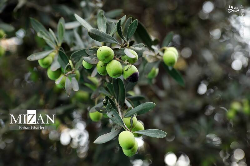 عکس / برداشت زیتون از باغات علی آبادکتول