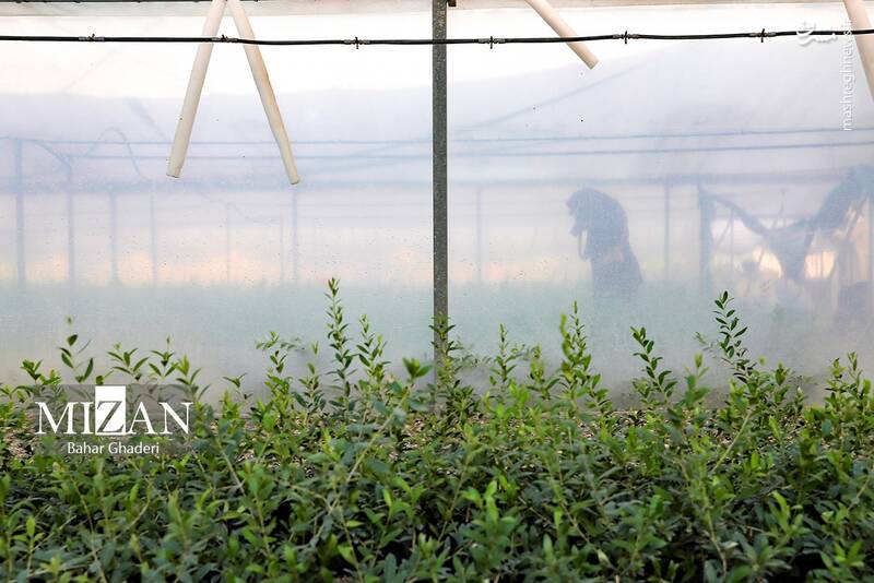 عکس / برداشت زیتون از باغات علی آبادکتول 24