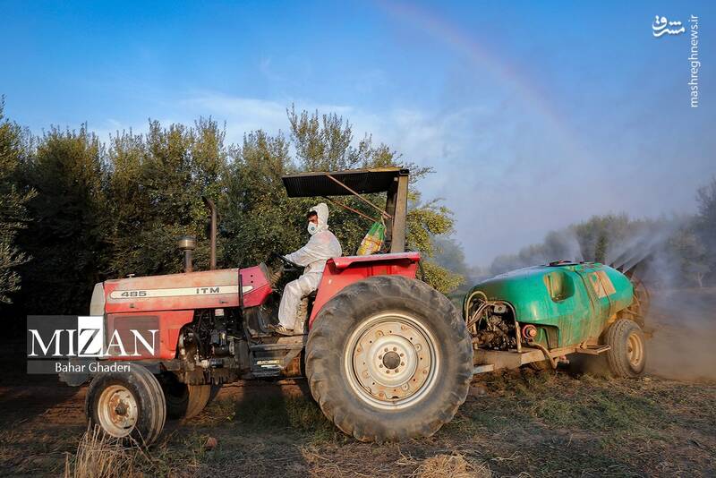 عکس / برداشت زیتون از باغات علی آبادکتول 23