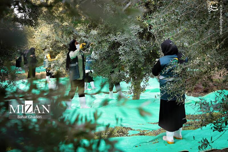 عکس / برداشت زیتون از باغات علی آبادکتول 22