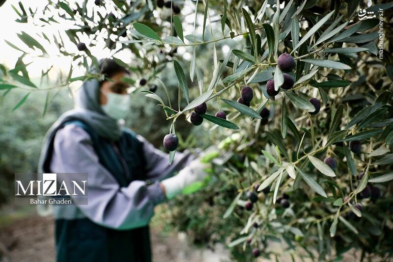 عکس / برداشت زیتون از باغات علی آبادکتول 3