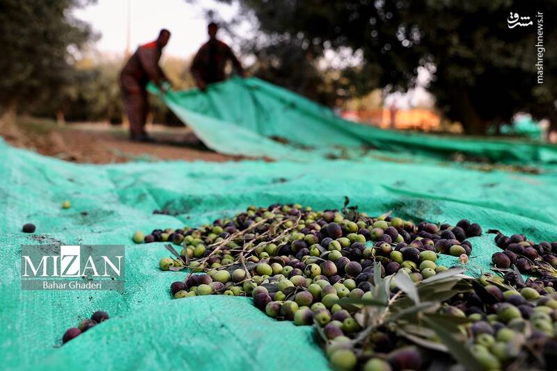 عکس / برداشت زیتون از باغات علی آبادکتول 20