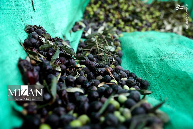 عکس / برداشت زیتون از باغات علی آبادکتول 19