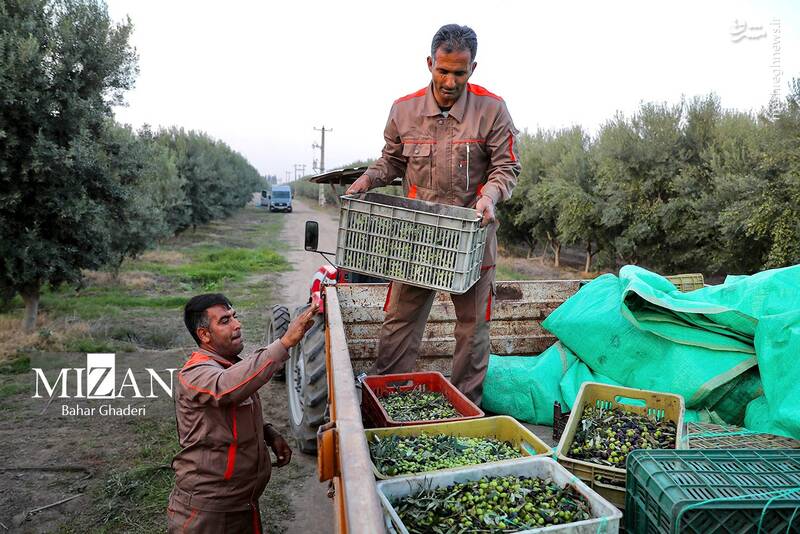 عکس / برداشت زیتون از باغات علی آبادکتول 18