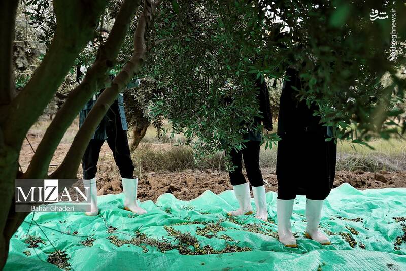 عکس / برداشت زیتون از باغات علی آبادکتول 17