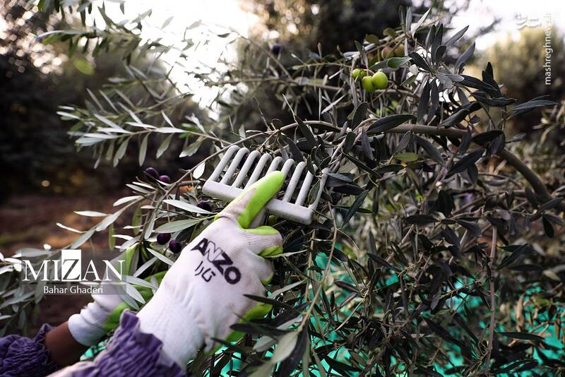 عکس / برداشت زیتون از باغات علی آبادکتول 4