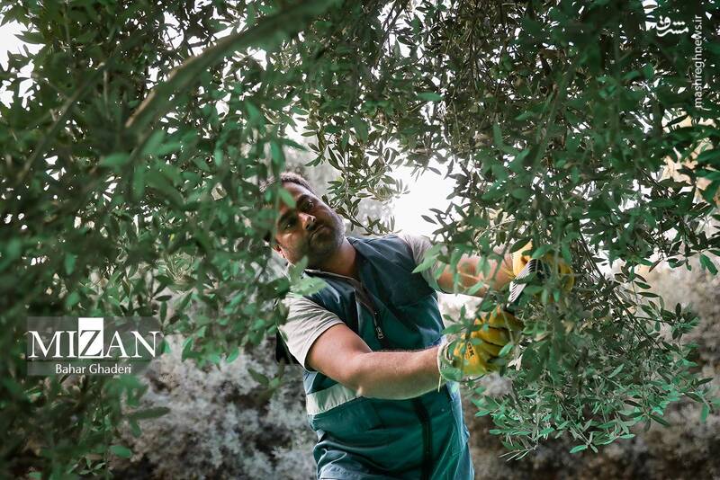 عکس / برداشت زیتون از باغات علی آبادکتول 5