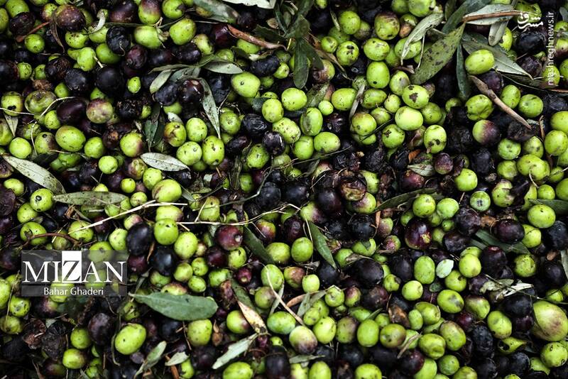 عکس / برداشت زیتون از باغات علی آبادکتول 6