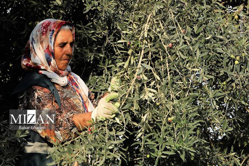 عکس / برداشت زیتون از باغات علی آبادکتول 8