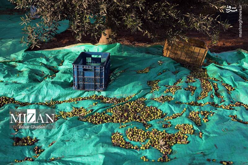 عکس / برداشت زیتون از باغات علی آبادکتول 16