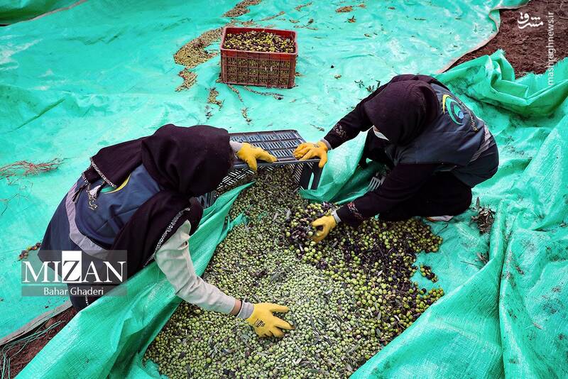 عکس / برداشت زیتون از باغات علی آبادکتول 15