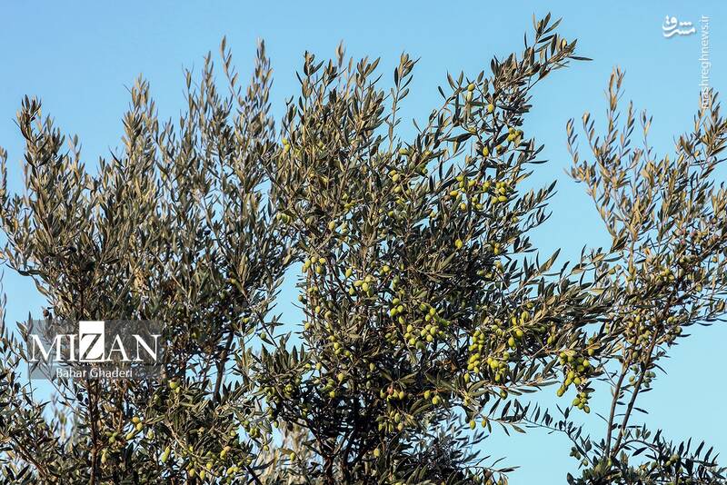 عکس / برداشت زیتون از باغات علی آبادکتول 7