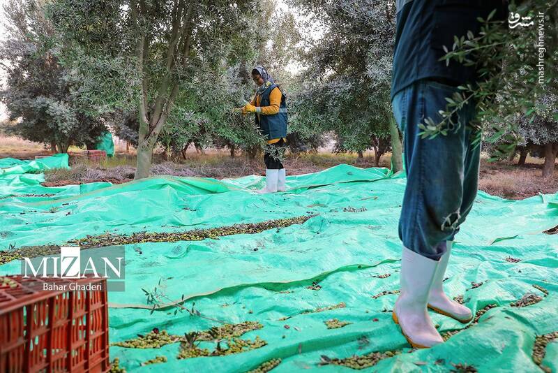 عکس / برداشت زیتون از باغات علی آبادکتول 14