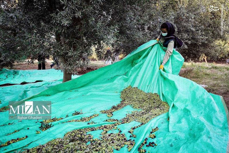 عکس / برداشت زیتون از باغات علی آبادکتول 13