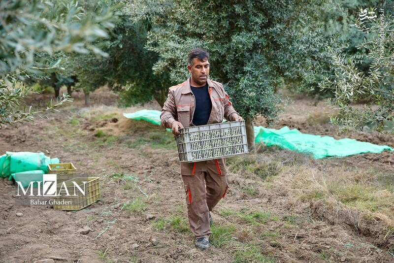 عکس / برداشت زیتون از باغات علی آبادکتول 12