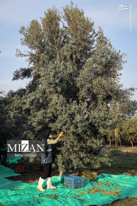 عکس / برداشت زیتون از باغات علی آبادکتول 21