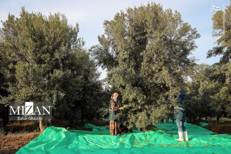 عکس / برداشت زیتون از باغات علی آبادکتول 11