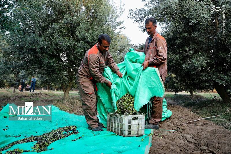 عکس / برداشت زیتون از باغات علی آبادکتول 10