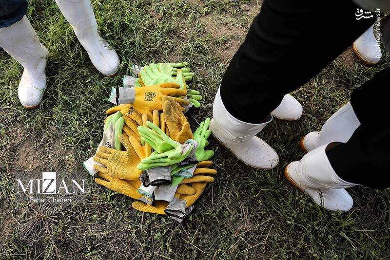 عکس / برداشت زیتون از باغات علی آبادکتول 9