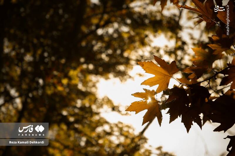 عکس / رقص رنگ‌ها بر بام زاگرس 7