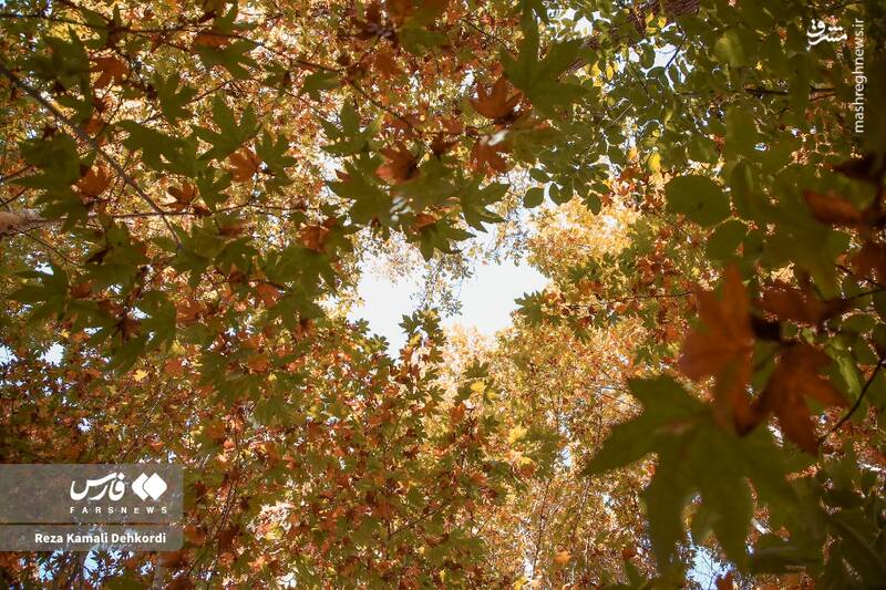 عکس / رقص رنگ‌ها بر بام زاگرس 11