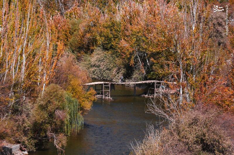 كوهسارهاي،سپيدار