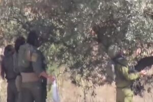 دزدی صهیونیست‌ها از باغات زیتون فلسطینی‌ها