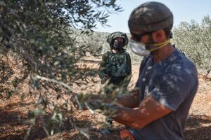 عکس/ برداشت زیتون همزمان با یورش صهیونیست‌ها به جنوب نابلس