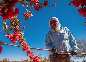 عکس/ برداشت زرشک در روستای «افین» خراسان جنوبی