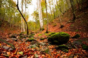 عکس/ مسیر رویایی خلخال به اسالم