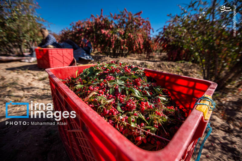 عکس / برداشت زرشک در روستای «افین» خراسان جنوبی 16