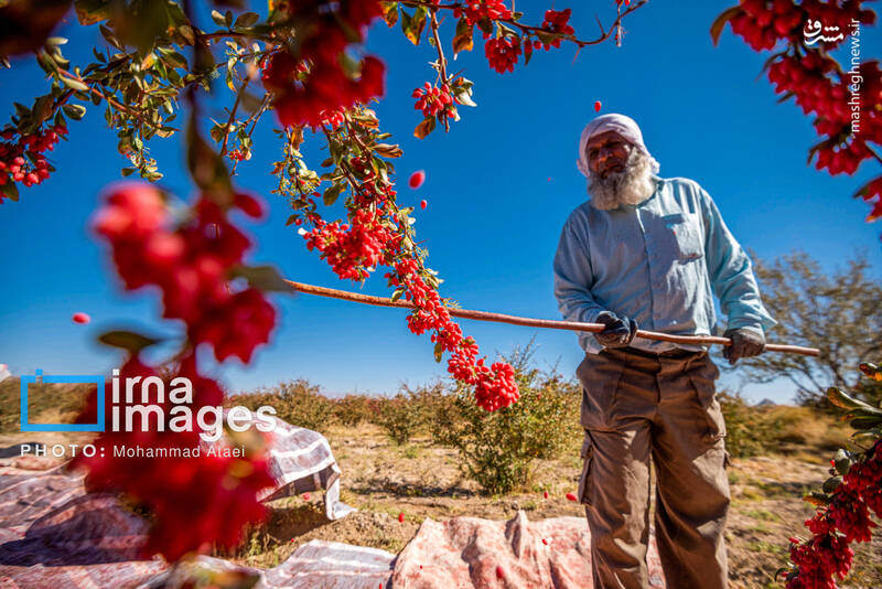 عکس / برداشت زرشک در روستای «افین» خراسان جنوبی 7