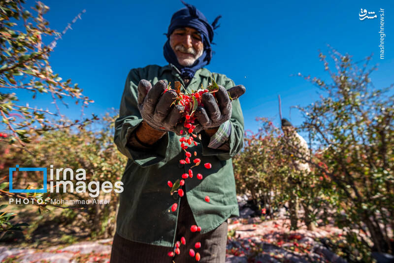 عکس / برداشت زرشک در روستای «افین» خراسان جنوبی 18