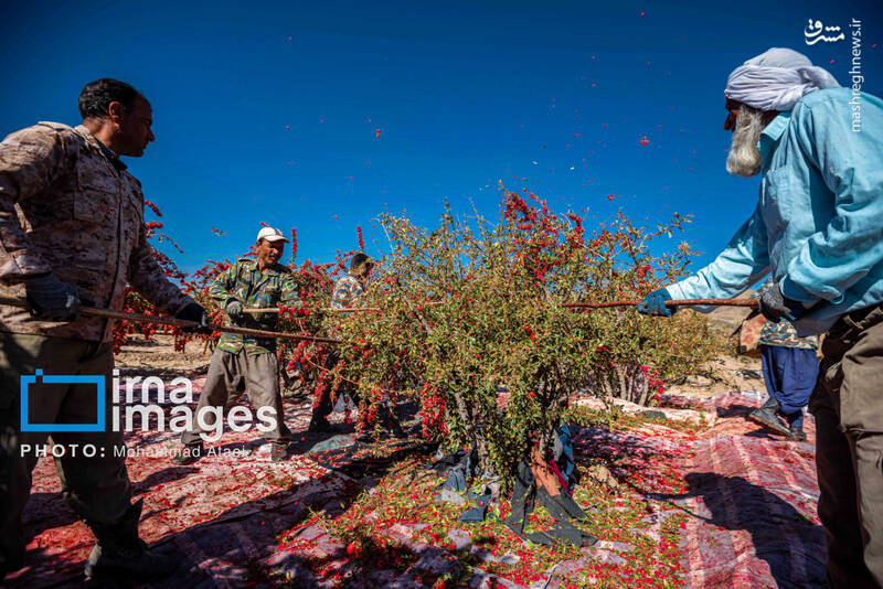 عکس / برداشت زرشک در روستای «افین» خراسان جنوبی 14