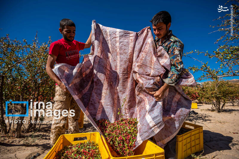 عکس / برداشت زرشک در روستای «افین» خراسان جنوبی 25