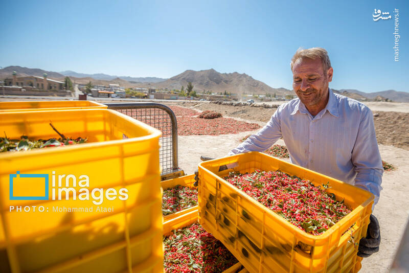 عکس / برداشت زرشک در روستای «افین» خراسان جنوبی 24