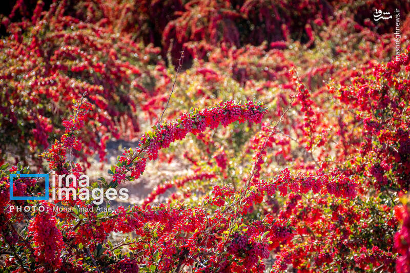عکس / برداشت زرشک در روستای «افین» خراسان جنوبی 2