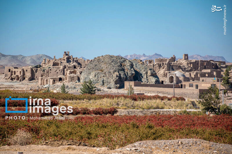 عکس / برداشت زرشک در روستای «افین» خراسان جنوبی 23