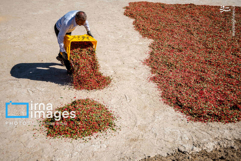عکس / برداشت زرشک در روستای «افین» خراسان جنوبی 21