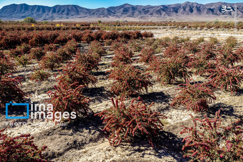 عکس / برداشت زرشک در روستای «افین» خراسان جنوبی 10