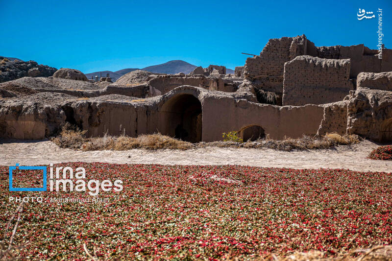 عکس / برداشت زرشک در روستای «افین» خراسان جنوبی 15