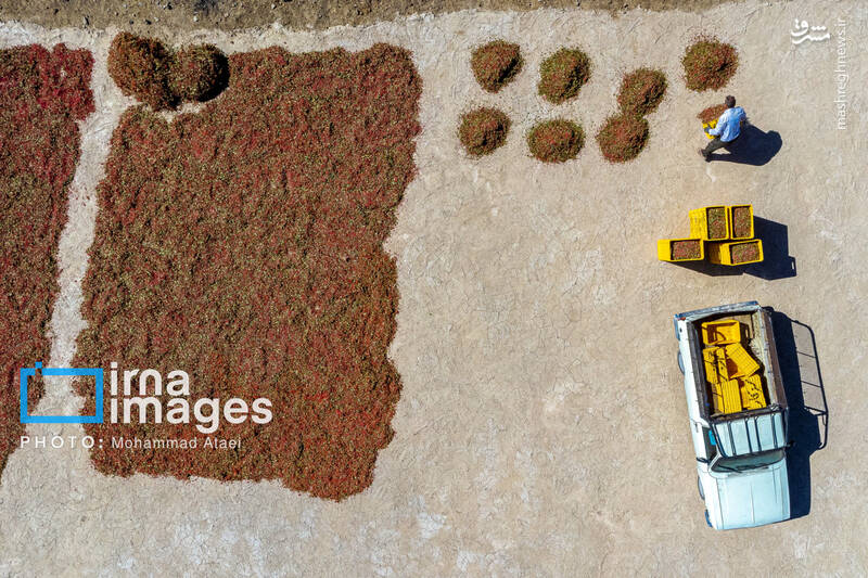 عکس / برداشت زرشک در روستای «افین» خراسان جنوبی 20