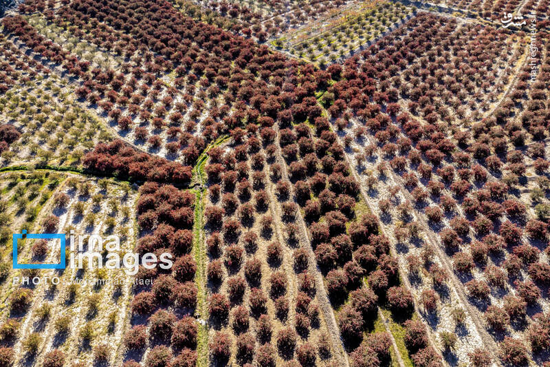 عکس / برداشت زرشک در روستای «افین» خراسان جنوبی