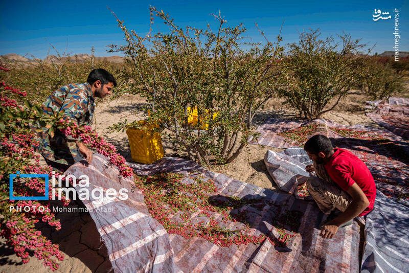 عکس / برداشت زرشک در روستای «افین» خراسان جنوبی 11