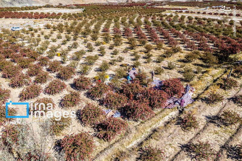 عکس / برداشت زرشک در روستای «افین» خراسان جنوبی 12