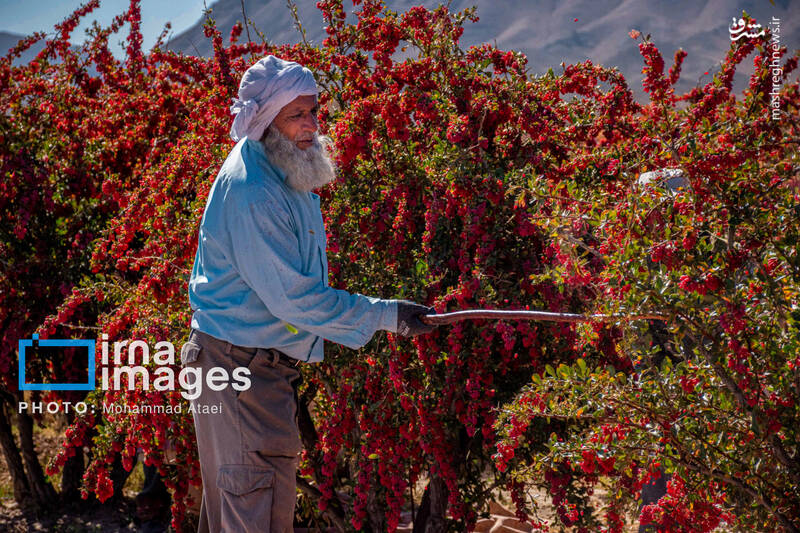 عکس / برداشت زرشک در روستای «افین» خراسان جنوبی 4