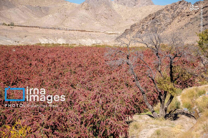 عکس / برداشت زرشک در روستای «افین» خراسان جنوبی 3