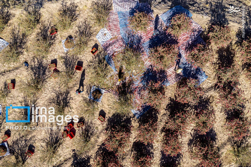 عکس / برداشت زرشک در روستای «افین» خراسان جنوبی 19