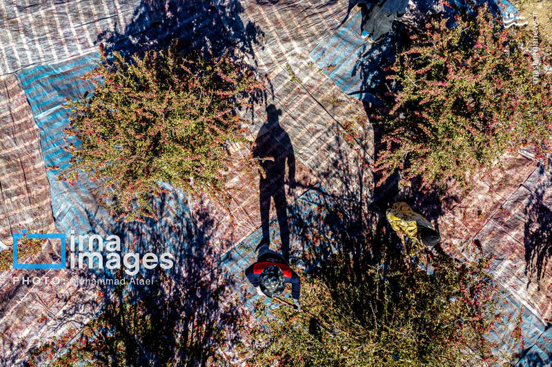 عکس / برداشت زرشک در روستای «افین» خراسان جنوبی 13